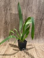 Fragrant Oncidioda Jimbo 'Swarm' Blooming Size (3.5" pot) - Image 2