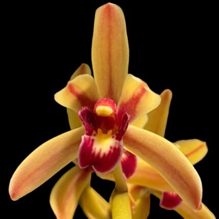 Cymbidium Hanalei (findlaysonianum x aliofoliurn) (5” Pot)