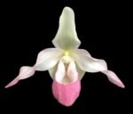 Phrag. Sedenii (longifolium x schlimii) 2 Growths (4.5" pot)