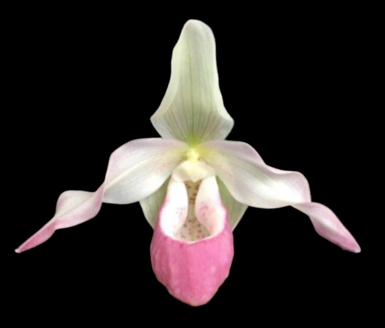 il_fullxfull.5197525686_6mod-1.jpg Phrag. Sedenii (longifolium x schlimii) 2 Growths (4.5" pot) - Image 1