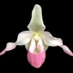 IN SPIKE  - Phrag. Sedenii (longifolium x schlimii) (4.5" pot)