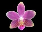 Phalaenopsis Golden Tangerine Ice (2 spikes, 3” pot) - Image 2