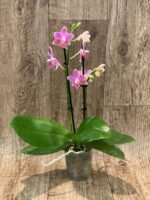 Phalaenopsis Golden Tangerine Ice (2 spikes, 3” pot) - Image 3