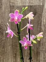 Phalaenopsis Golden Tangerine Ice (2 spikes, 3” pot) - Image 5