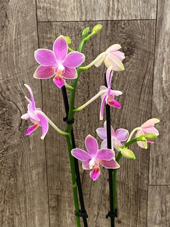 Phalaenopsis Golden Tangerine Ice (2 spikes, 3” pot) - Image 5