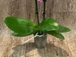 Phalaenopsis Golden Tangerine Ice (2 spikes, 3” pot) - Image 6