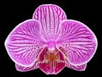 Double Spikes Phalaenopsis I-Hsin Bubble Gum (3” pot) - Image 2