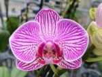 Double Spikes Phalaenopsis I-Hsin Bubble Gum (3” pot) - Image 4