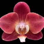 Double Spikes Phalaenopsis I-Hsin Fantasist (4.5" pot)