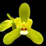 Cymbidium madidum ‘SB’ x self Fragrant Flowers (4” pot)