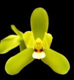 Cymbidium madidum ‘SB’ x self Fragrant Flowers (4” pot)