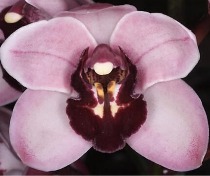 Cymbidium Yai ‘Monica’ Cool Tolerant (3.5" pot)