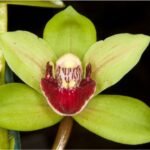 Cymbidium Peter Pan Warm Tolerant (3.5" pot)