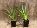 Miltoniopsis Morris Chestnut 'H171' (3.5” pot) - Image 2