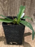 Paph. Avalon Mist ‘Midor’ x Pinocchio tipo ‘C.H. #1’ (Sequential Blooms, 3.5” pot) - Image 4