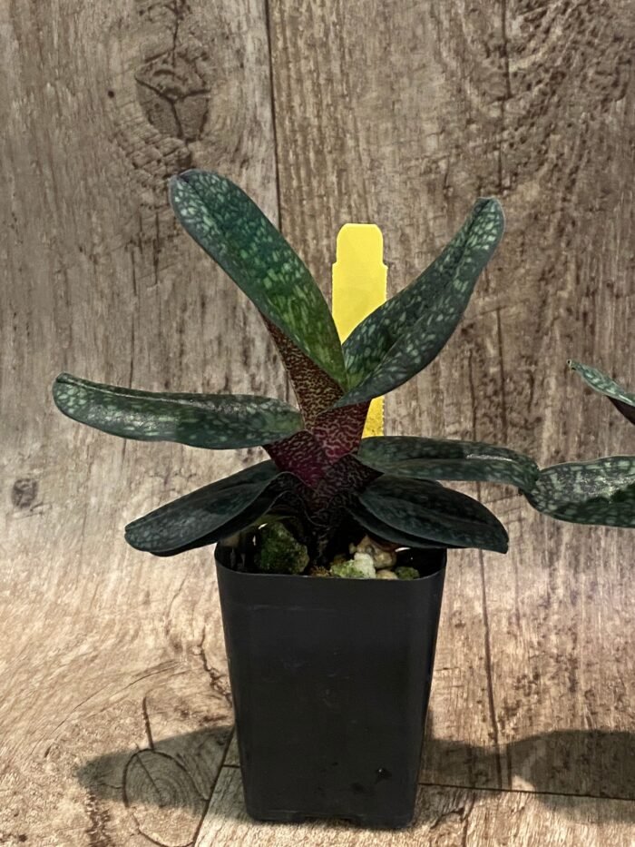 Paph. Ho Chi Minh (delenatii Dunkel x vietnamese) (2" pot) - Image 5