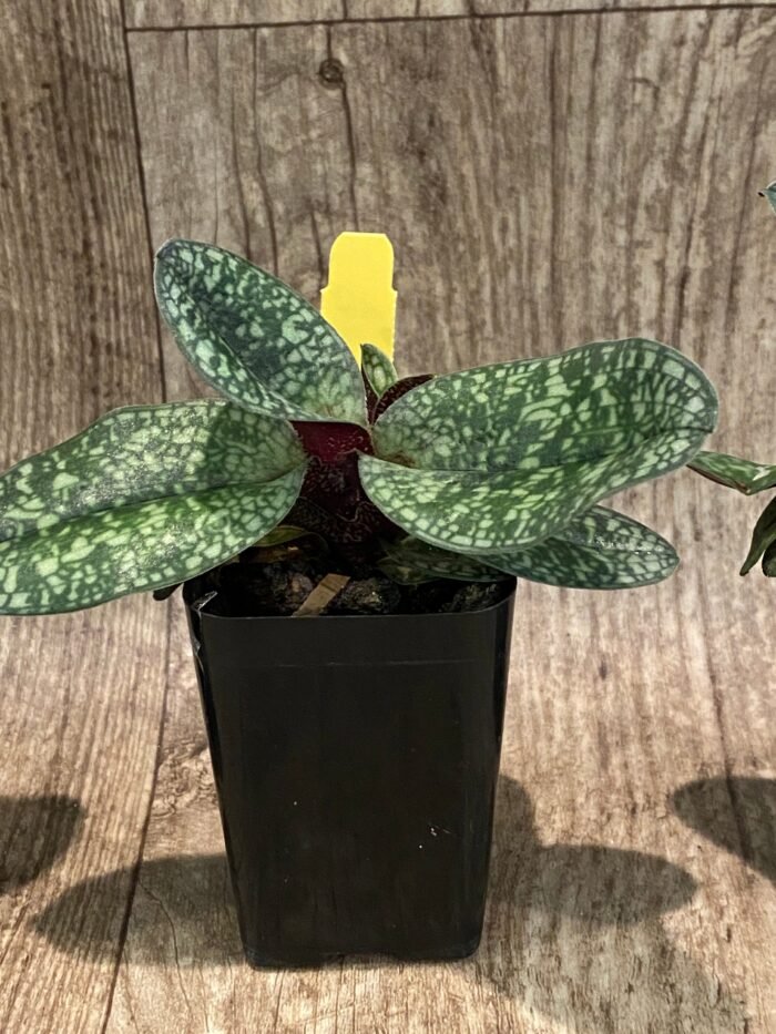 Paph. Ho Chi Minh (delenatii Dunkel x vietnamese) (2" pot) - Image 8