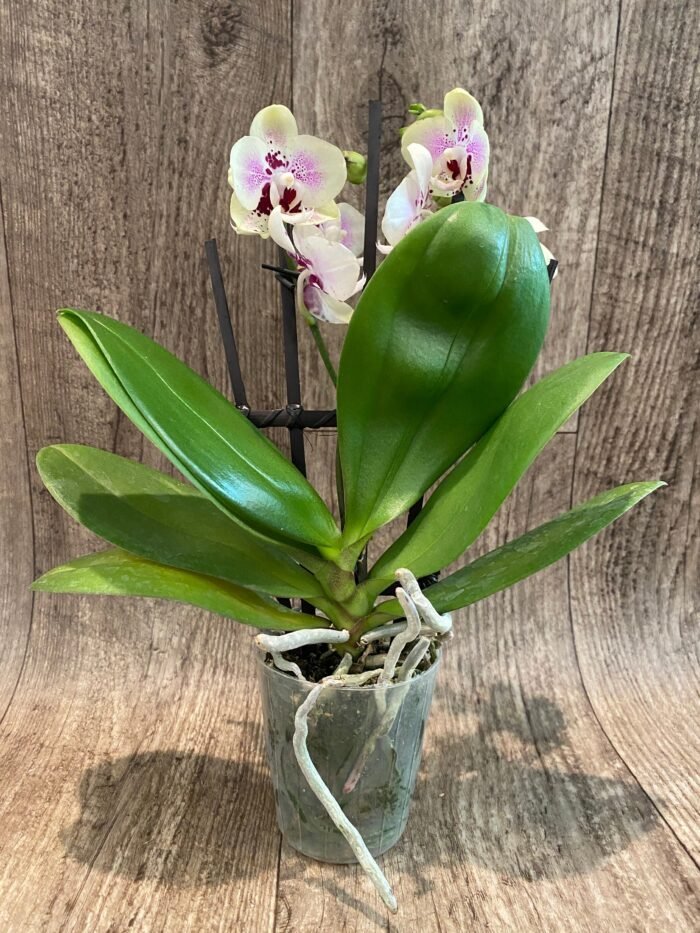 Phalaenopsis Sweet Lover 2 Spikes (3.5" pot) - Image 7