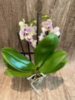 Phalaenopsis Sweet Lover 2 Spikes (3.5" pot) - Image 8