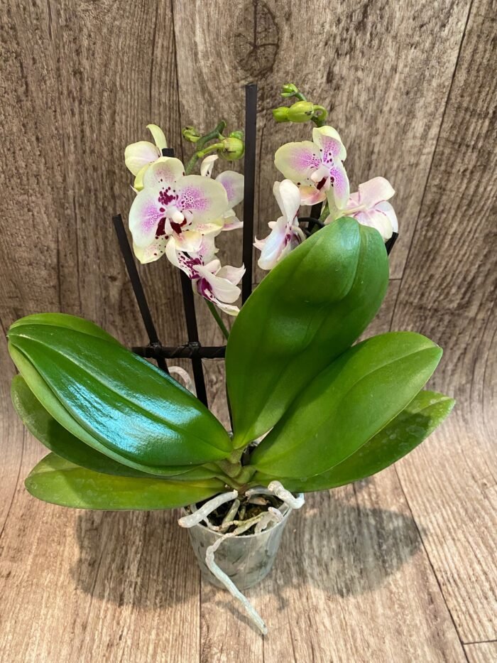 Phalaenopsis Sweet Lover 2 Spikes (3.5" pot) - Image 8