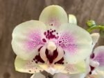 Phalaenopsis Sweet Lover 2 Spikes (3.5" pot) - Image 2