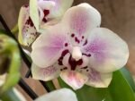 Phalaenopsis Sweet Lover 2 Spikes (3.5" pot) - Image 4