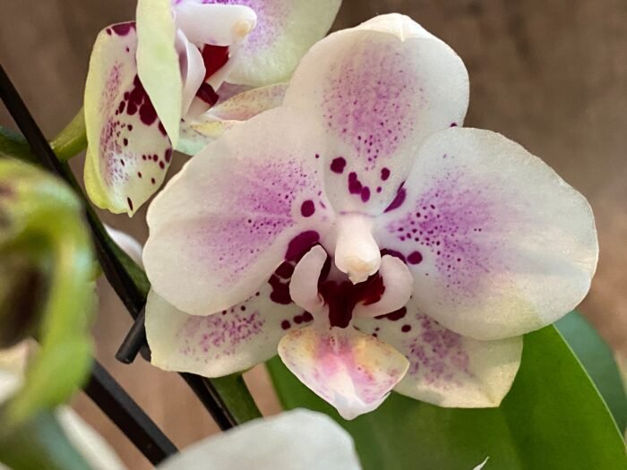 Phalaenopsis Sweet Lover 2 Spikes (3.5" pot) - Image 4