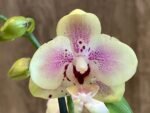 Phalaenopsis Sweet Lover 2 Spikes (3.5" pot) - Image 5