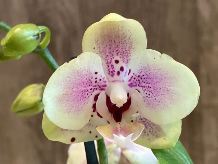 Phalaenopsis Sweet Lover 2 Spikes (3.5" pot) - Image 5