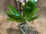 Phalaenopsis Sweet Lover 2 Spikes (3.5" pot) - Image 9