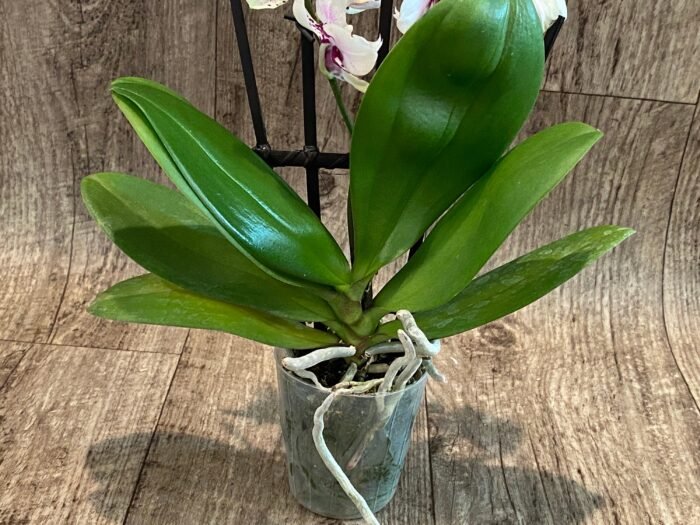Phalaenopsis Sweet Lover 2 Spikes (3.5" pot) - Image 9
