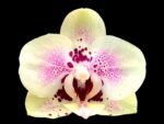 Phalaenopsis Sweet Lover 2 Spikes (3.5" pot)