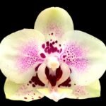Phalaenopsis Sweet Lover 2 Spikes (3.5" pot)