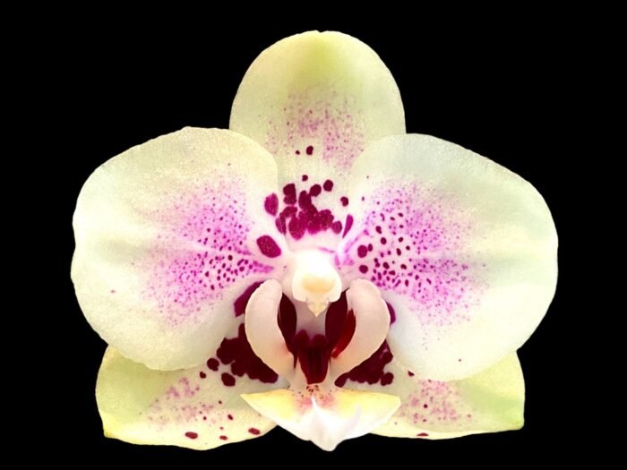 Phalaenopsis Sweet Lover 2 Spikes (3.5" pot) - Image 1