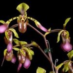 Paph. lowii (3.5” pot)