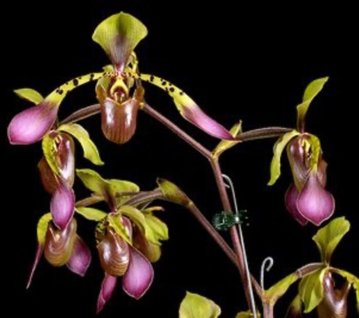 Paph. lowii (3.5” pot) - Image 1