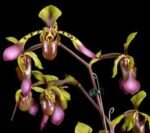 Paph. lowii (3.5” pot)