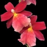TRIPLE  SPIKES Oncidium ( Burr.) Francine #3 (3.5” Pot)