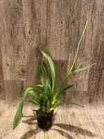 DOUBLE SPIKES - Bllra. Big Shot ‘Hilo Sparkle’ (3.5” pot) - Image 3