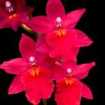 QUADRUPLE  SPIKES - Oncidium (Burr.) Fran's Jewels (3.5” Pot)