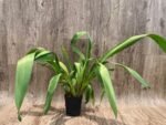 TRIPLE  SPIKES - Wilsonara Joe Vanilla ‘First Out’ (3.5” pot) - Image 2
