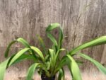 TRIPLE  SPIKES - Wilsonara Joe Vanilla ‘First Out’ (3.5” pot) - Image 4
