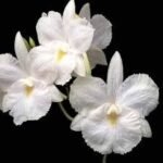 Broughtonia sanguinea alba  (Blooming Size, 3” pot) - Image 2