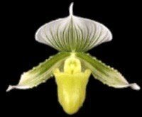 IN SPIKE Paphiopedilum (Hsinying Citron x Hilo Key Lime) (3.5” Pot)