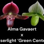 IN SPIKE - Paph. Alma Gavaert 'Terry's Choice' × Laserlight 'Green Centre' (3.5” pot)