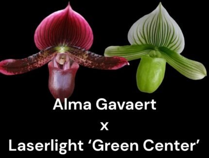 IN SPIKE - Paph. Alma Gavaert 'Terry's Choice' × Laserlight 'Green Centre' (3.5” pot)
