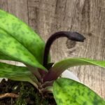 IN SPIKE Paph. Maudiae Dark Vini  (3.5” Pot)