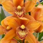 Cymbidium Golden Enzan (5" pot)