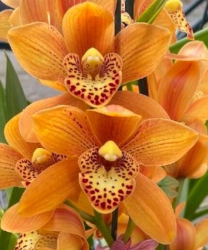 Cymbidium Golden Enzan (5" pot)