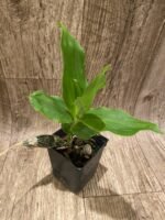 Chysis bractescens x self (3.5” Pot) - Image 4